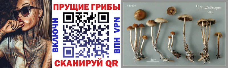 Псилоцибиновые грибы GOLDEN TEACHER  наркотики  Новочеркасск 